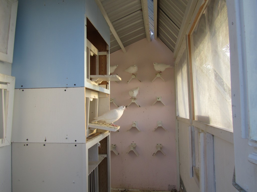 inside loft CEREMONIAL DOVES OF TIDEWATER